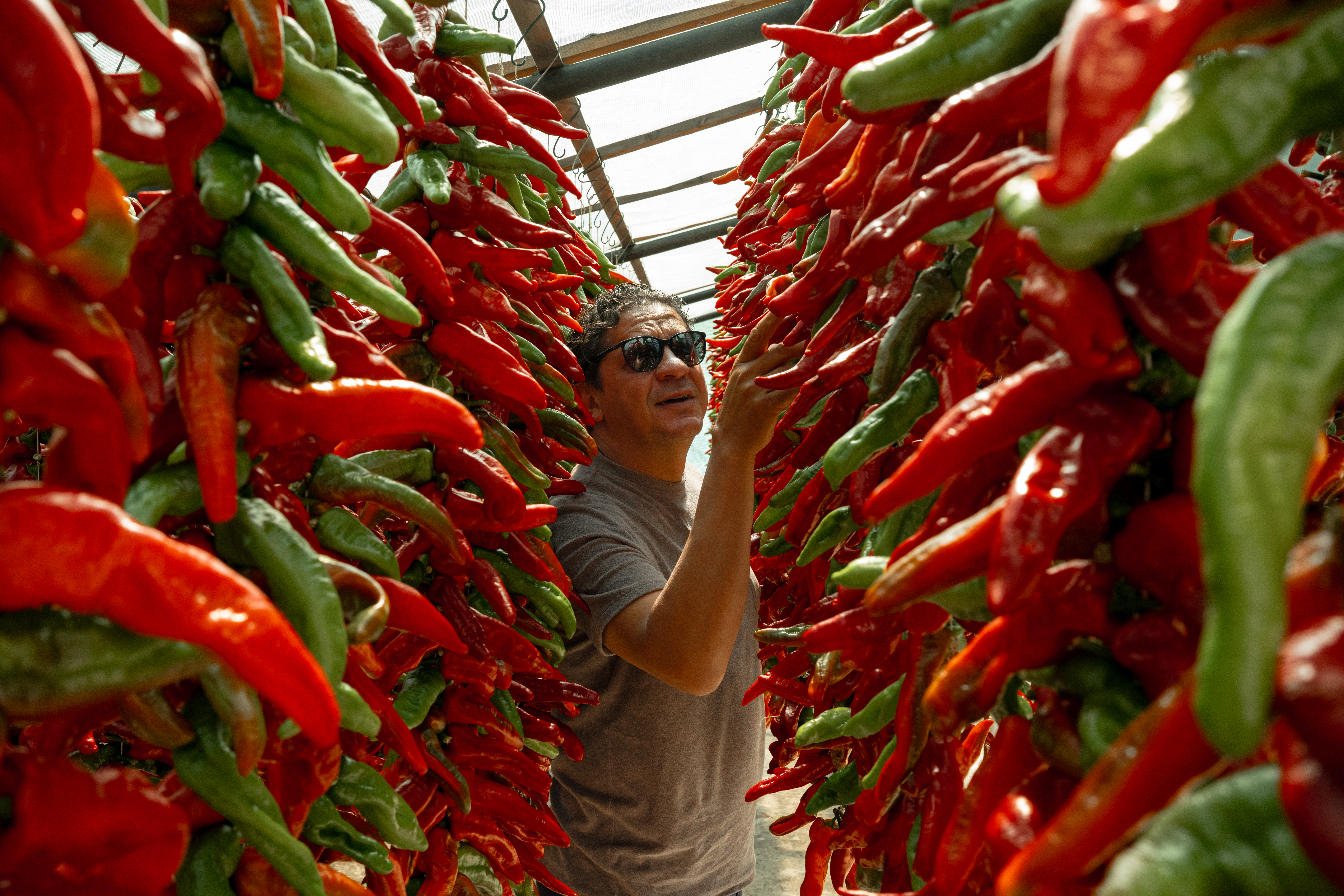 Chef exploring Southern Italian produce surrounded by red and green chillies, inspiration for Mezzogiorno, the luxury Italian restaurant at Corinthia London